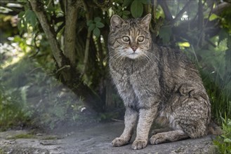 Wildcat (Felis silvestris), captive, Huetscheroda, Thuringia, Germany, Europe
