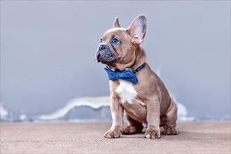 Cute blue red fawn French Bulldog dog puppy with blue bow tie in front of gray wall