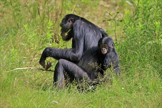 Bonobo, bonobo (Pan Paniscus), female, adult, young animal, feeding, Great ape, Primate,
