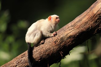 Silvery Marmoset, (Mico argentatus, Syn.: Callithrix argentata), Silvery Marmoset, adult, tree,