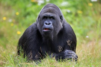 Western gorilla (Gorilla gorilla), adult, male, portrait, captive