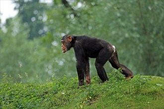 Chimpanzee (Pan), Captive
