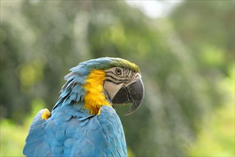 Blue and yellow macaw (Ara ararauna), animal portrait, captive, occurrence South America, Hesse,
