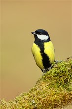 Great tit (Parus major) sitting on dead wood overgrown with moss, frontal view, North