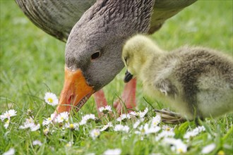 Greylag goose with chicks, April, Germany, Europe