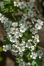 Flowering Hawthorn (Crataegus), Bavaria, Germany, Europe