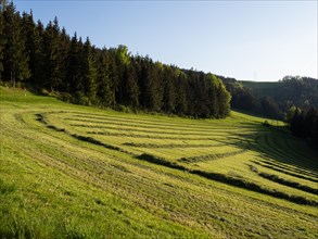 Freshly mown field, edge of forest, Leoben, Styria, Austria, Europe