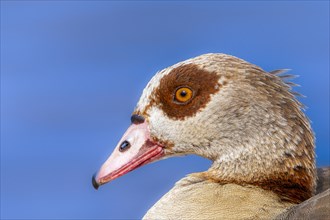 Egyptian geese (Alopochen aegyptiaca), head, portrait, on the banks of the Main, Offenbach am Main,