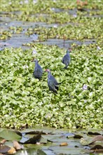 Grey-headed swamphens (Porphyrio porphyrio) on water hyacinths, Backwaters, Kumarakom, Kerala,