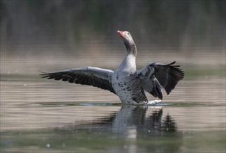 Greylag goose (Anser anser) swimming on a pond and flapping its wings, Thuringia, Germany, Europe