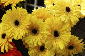 Bright yellow Gerber daisy flowers in close-up, radiating cheerfulness, flower sale, central
