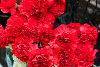 A group of bright red Carnations (Dianthus barbatus), in full bloom, flower sale, Central Station,