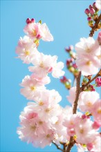 Japanese cherry (Prunus serrulata), also Oriental Cherry, East Asian Cherry or Grannen Cherry, twig