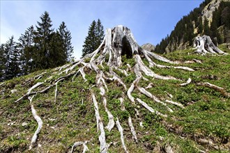 Tree stump with roots of a felled tree, Dietersbachtal, near Oberstdorf, Allgaeu Alps, Oberallgaeu,