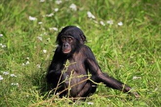 Bonobo, bonobo (Pan Paniscus), young animal, alert, sitting, meadow, Great ape, Primate,