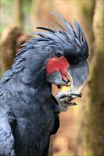 Palm cockatoo (Probosciger aterrimus), adult, portrait, feeding, feeding, captive, Australia,