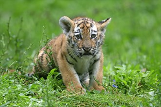 Siberian tiger (Panthera tigris altaica), young animal, alert, captive