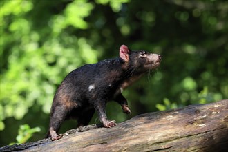 Tasmanian devil (Sarcophilus harrisii), adult, vigilant, on tree trunk, captive, Tasmania,