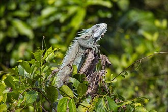 Green iguana (Iguana iguana) Pantanal Brazil