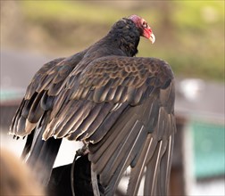 Turkey vulture (Cathartes aura), vulture