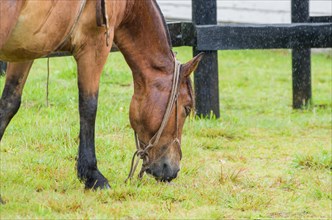 Beautiful horse in native field on rainy day, Cambara do sul, Rio Grande do sul, Brazil, South