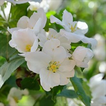 Apple blossoms (Malus), white blossoms, Wilnsdorf, Nordrhein. Westphalia, Germany, Europe