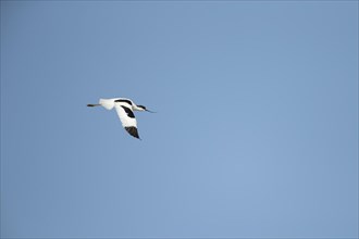 Pied avocet (Recurvirostra avosetta) adult bird in flight, England, United Kingdom, Europe