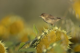 Reed warbler (Acrocephalus scirpaceus) adult bird searching for food on Sunflower seedheads,