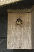 European wren (Troglodytes troglodytes) adult bird looking out from a garden nest box, England,