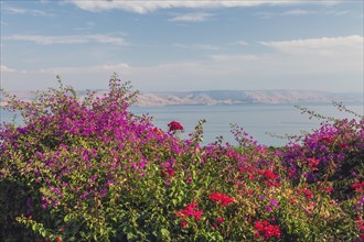 Purple and red bougainvillea flowers in garden overlooking the Sea of Galilee and the Golan Heights