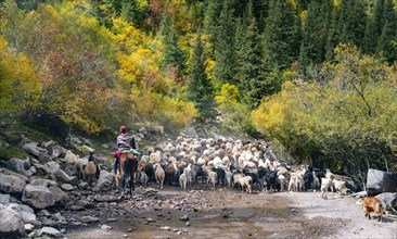 Riders driving a large flock of sheep on the road, Karkyra valley, Tuep rayon, Kyrgyzstan, Asia