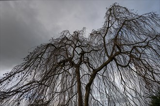 Silhouette of a leafless weeping willow (Salix babylonica) against a grey cloudy sky, Bavaria,