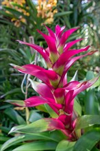 Image of beautiful pink flower in tropical garden. Thailand