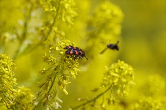 Shaggy bee beetle, spring, Germany, Europe