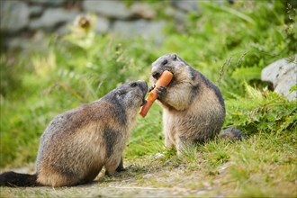 Alpine marmots (Marmota marmota) on a meadow in summer, Grossglockner, High Tauern National Park,