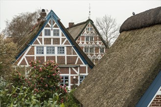 Half-timbered houses with thatched roofs, Steinkirchen, near Jork, Altes Land, Lower Saxony,