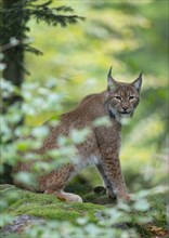 Eurasian Lynx (Lynx lynx) sitting on a rock and looking attentively, captive, Germany, Europe