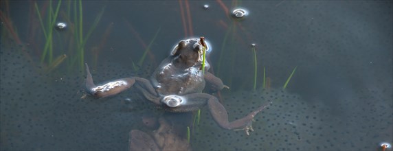 Common frog (Rana temporaria), amphibian of the year 2018, single frog swimming in a pond with