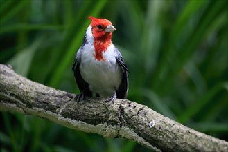 Red-crested cardinal (Paroaria coronata), adult, on tree, vigilant, captive, South America