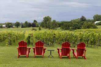 Agriculture, red chairs in a vineyard, Province of Quebec, Canada, North America