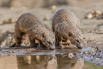 Two Banded Mongooses drinking water from lake. KI generiert, generiert, AI generated