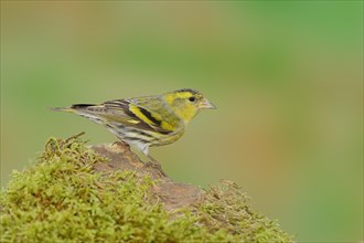 Eurasian siskin (Carduelis spinus), male sitting on a stone covered with moss, Wilnsdorf, North