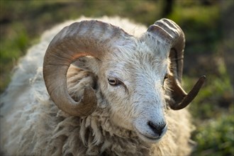 Portrait of a ram with long curved horns. Ouessant sheep (Breton dwarf sheep) . The buck is white