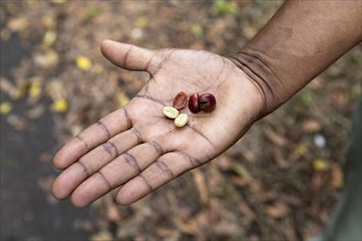 Man's hand showing fresh coffee beans, Kerala, India, Asia