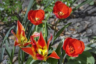 Red Tulips (Tulipa), Allgaeu, Swabia, Bavaria, Germany, Europe