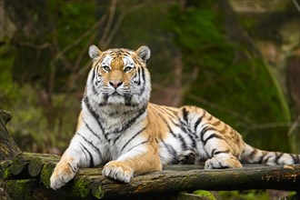 Siberian tiger or Amur tiger (Panthera tigris altaica) lying on the ground, captive, habitat in