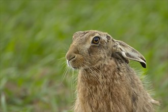 European brown hare (Lepus europaeus) adult animal in a farmland cereal crop, England, United