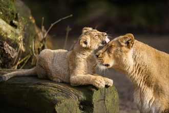 Asiatic lion (Panthera leo persica) lioness lycking her cub, captive, habitat in India