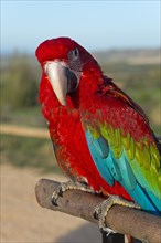 A Scarlet macaw on a perch looks curiously, surrounded by blue-green feathers, privately owned,
