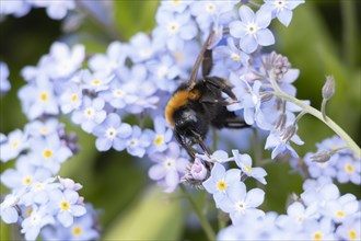 Buff tailed bumble bee (Bombus terrestris) adult feeding on Forget-me-not flowers, England, United